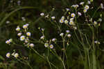 Daisy fleabane